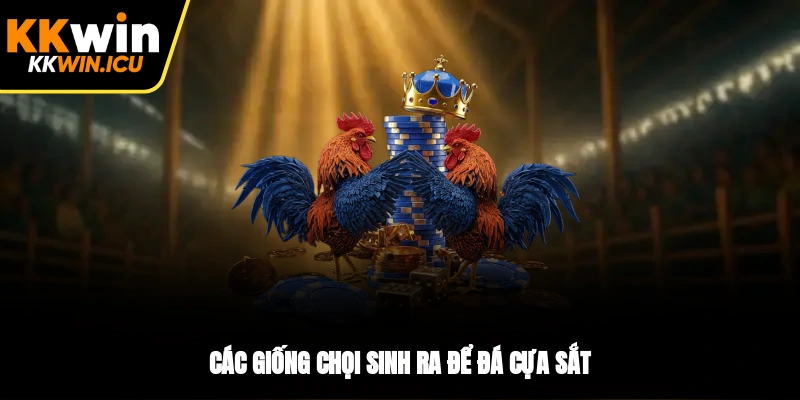 Các giống chọi sinh ra để đá cựa sắt Các giống chọi sinh ra để đá cựa sắt