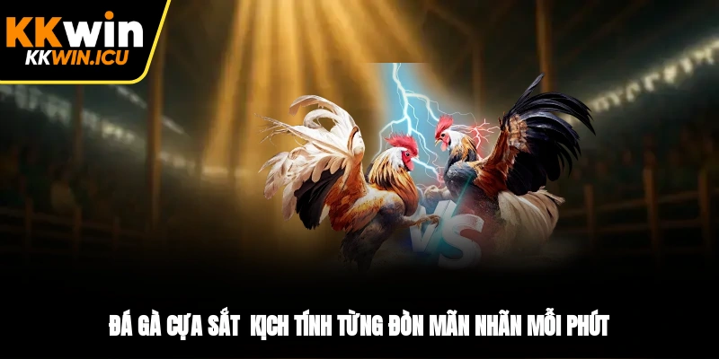 Đá Gà Cựa Sắt - Kịch Tính Từng Đòn, Mãn Nhãn Mỗi Phút