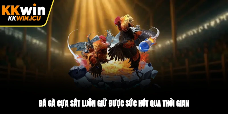 Đá gà cựa sắt luôn giữ được sức hút qua thời gian Đá gà cựa sắt luôn giữ được sức hút qua thời gian