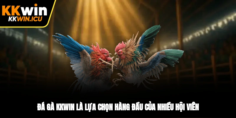 Đá gà KKWIN là lựa chọn hàng đầu của nhiều hội viên Đá gà KKWIN là lựa chọn hàng đầu của nhiều hội viên